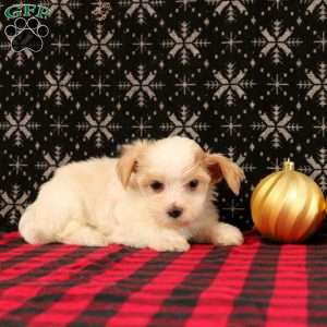 Joseph, Maltipoo Puppy